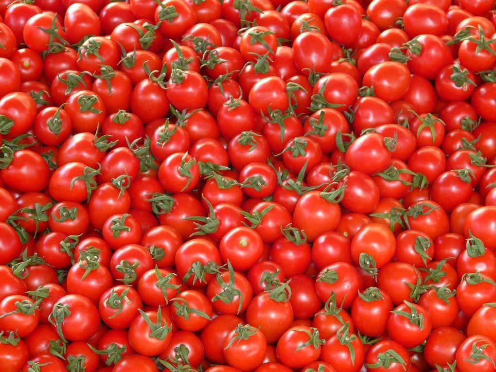 exportación tomate marroquí