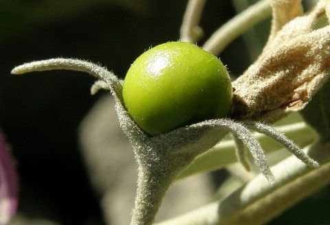 tomate silvestre de Canarias