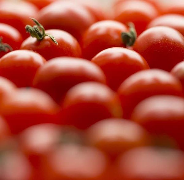 tomates Marruecos