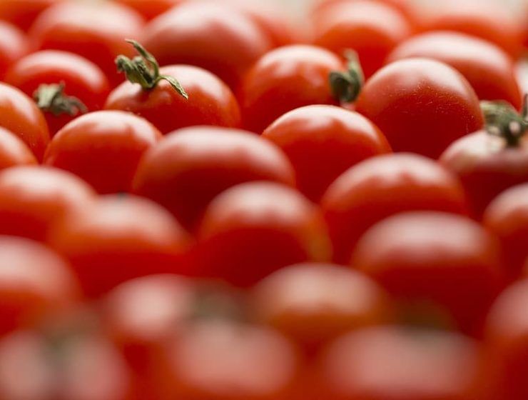 tomates Marruecos