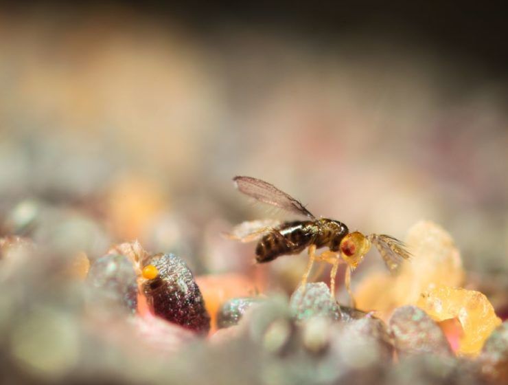 trichogramma