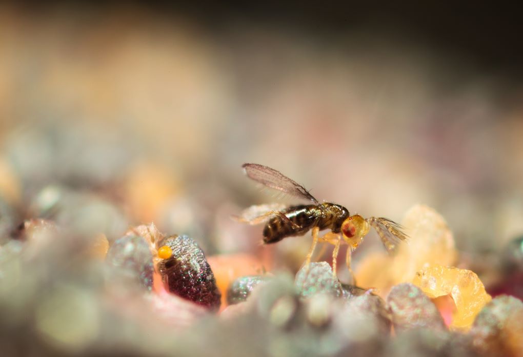 trichogramma