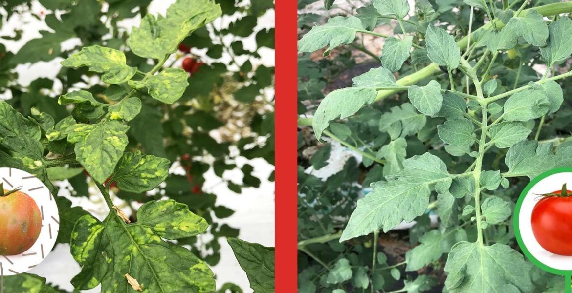 virus rugoso tomate