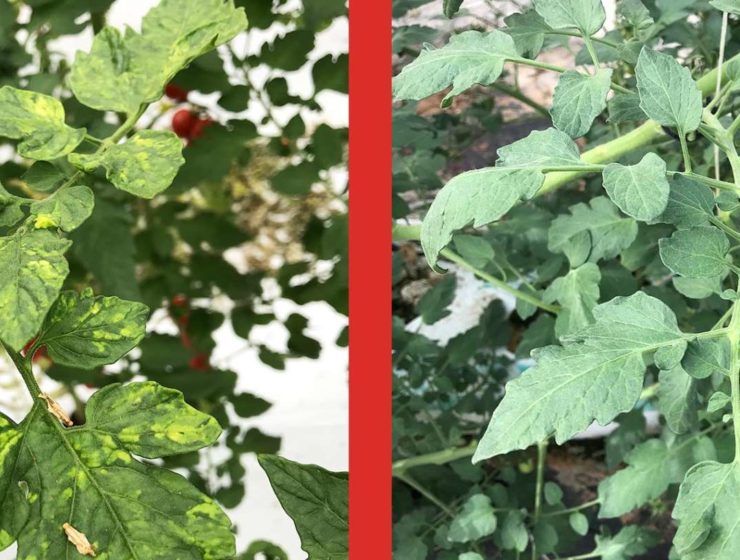virus rugoso tomate