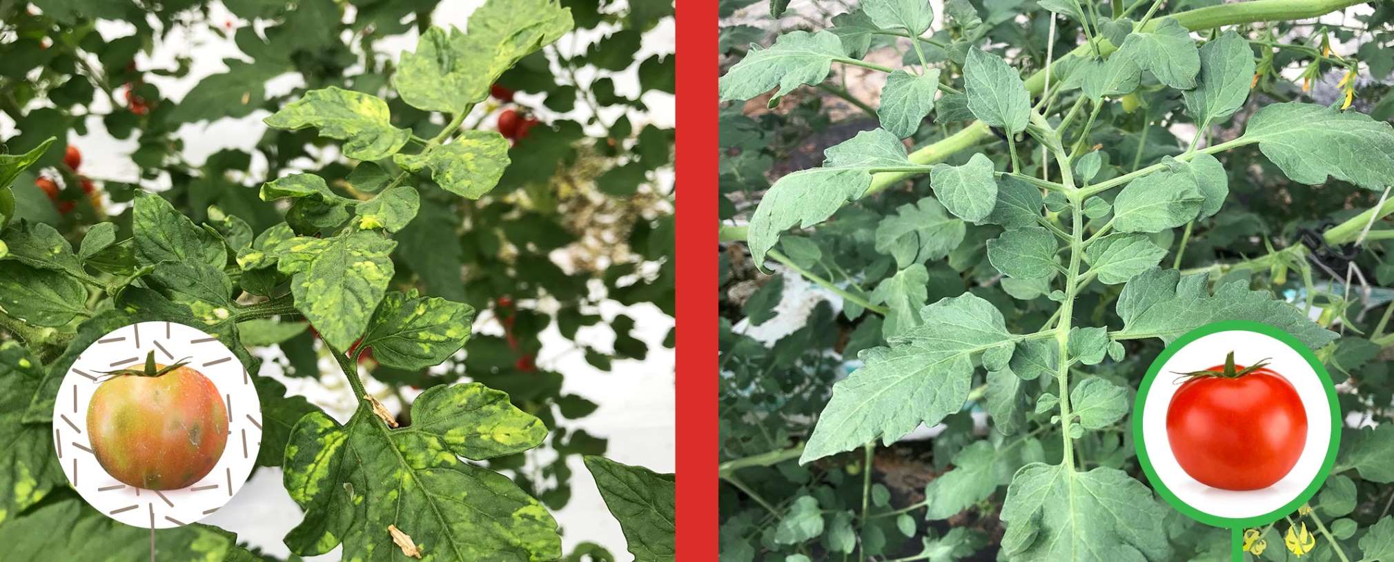 virus rugoso tomate