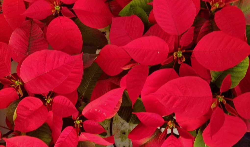 Flor de pascua