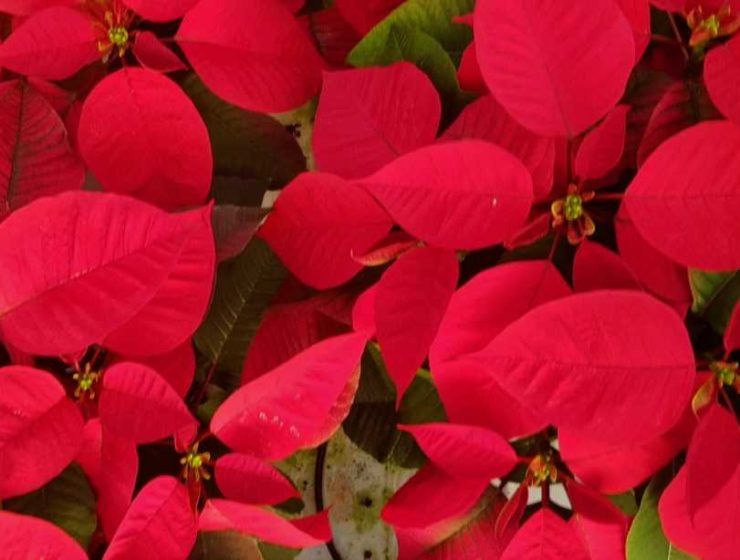Flor de pascua