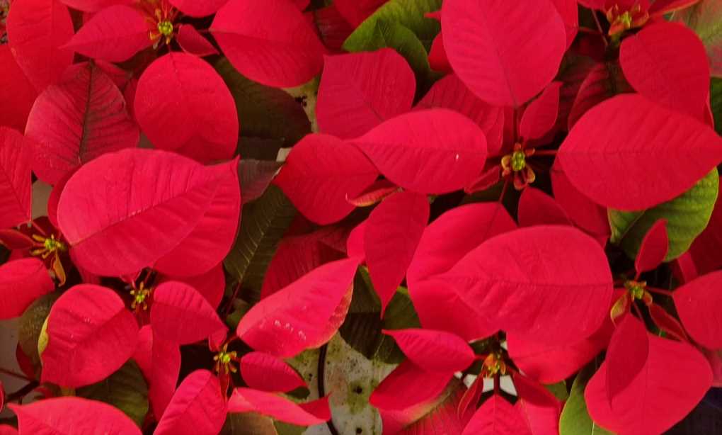 Flor de pascua