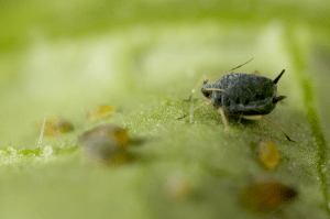 micropulgón