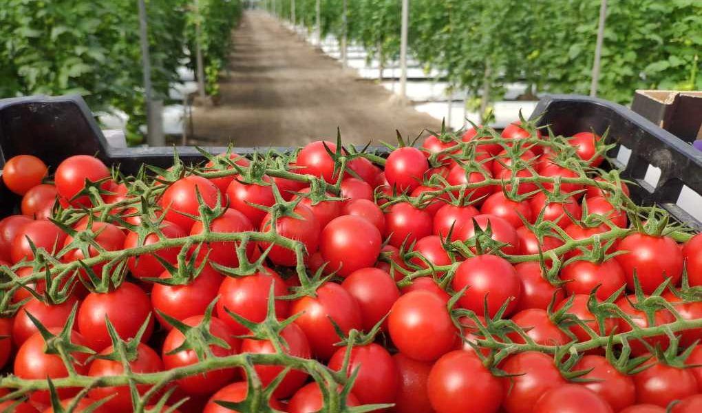 tomates sabor