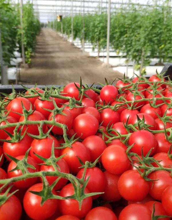 tomates sabor