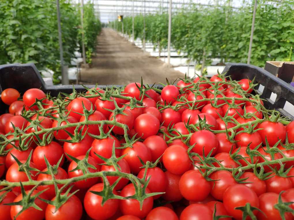 tomates sabor