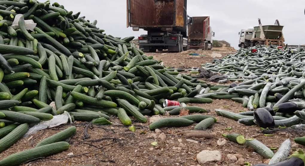 destrucción pepino