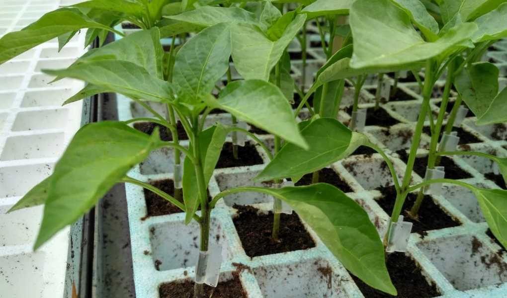 injerto de pimiento