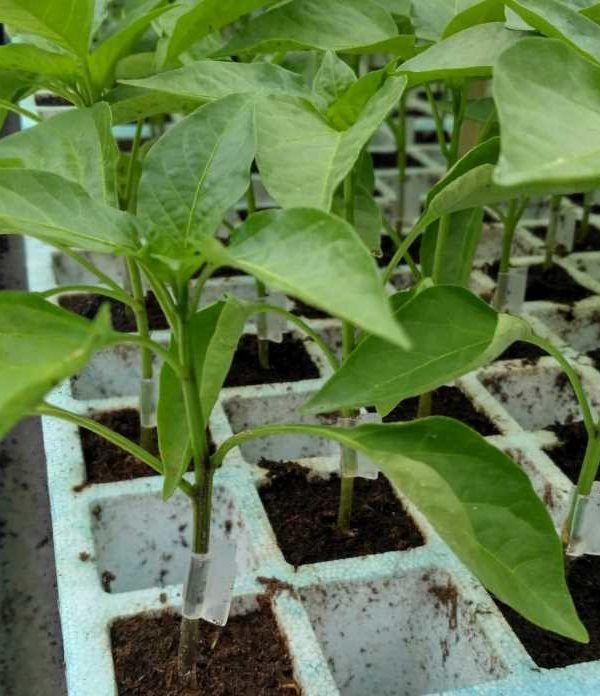 injerto de pimiento