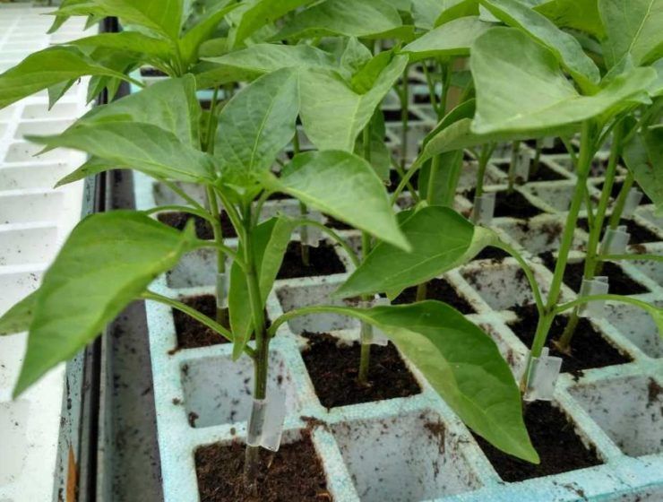 injerto de pimiento