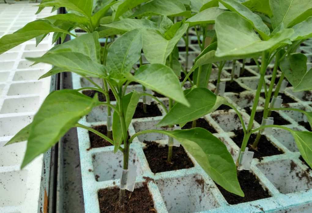 injerto de pimiento