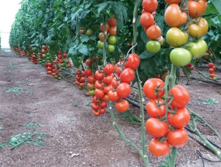 invernadero de tomate