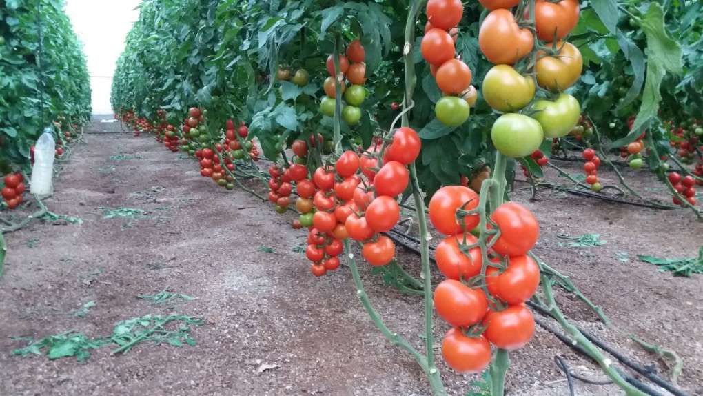 invernadero de tomate