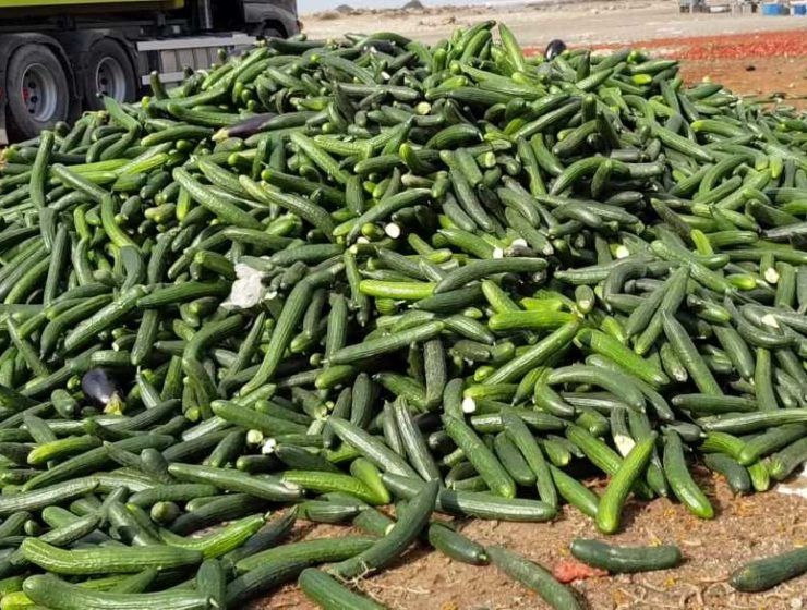 destrucción de pepino
