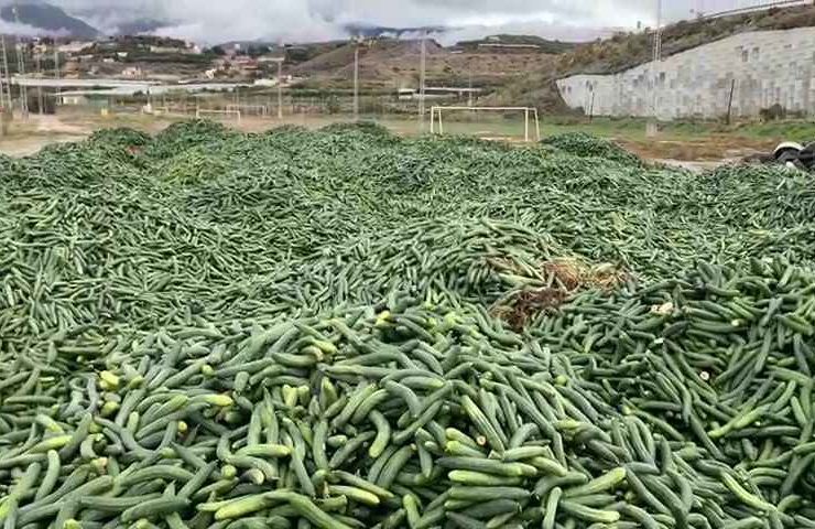 retirada de pepino crisis de precios