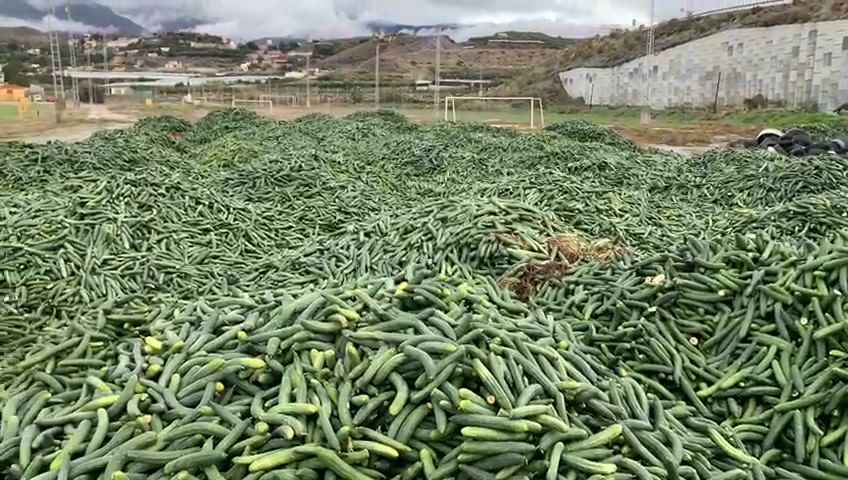 retirada de pepino crisis de precios