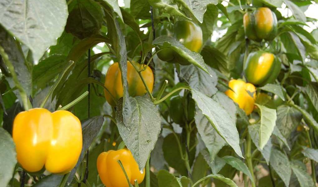 pimientos