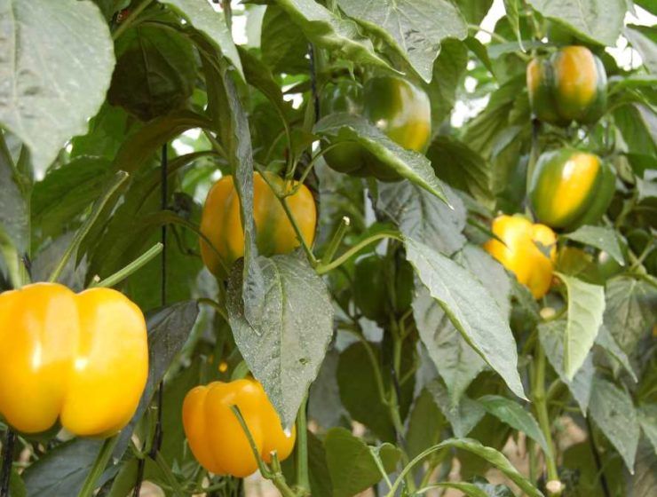 pimientos