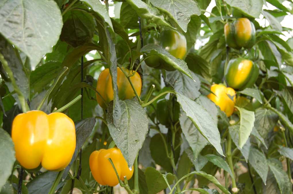 pimientos