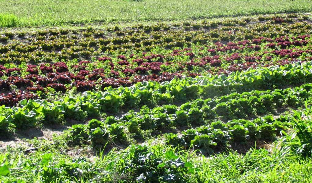 producción ecológica