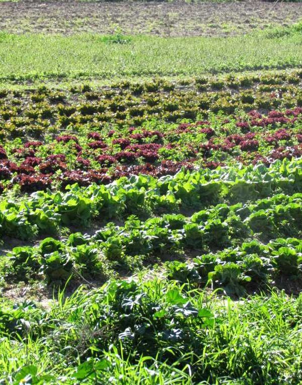 producción ecológica