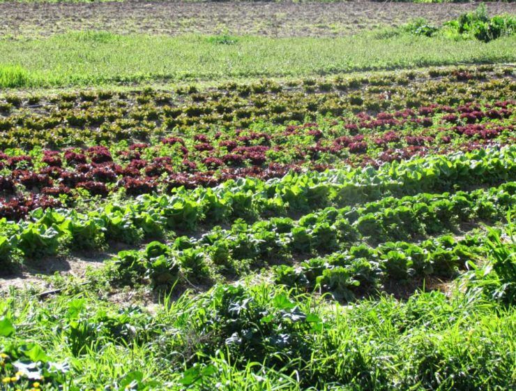 producción ecológica