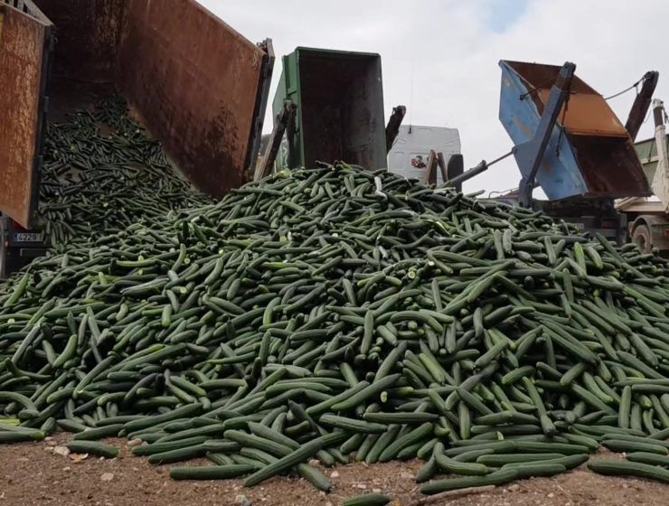 retirada de pepino