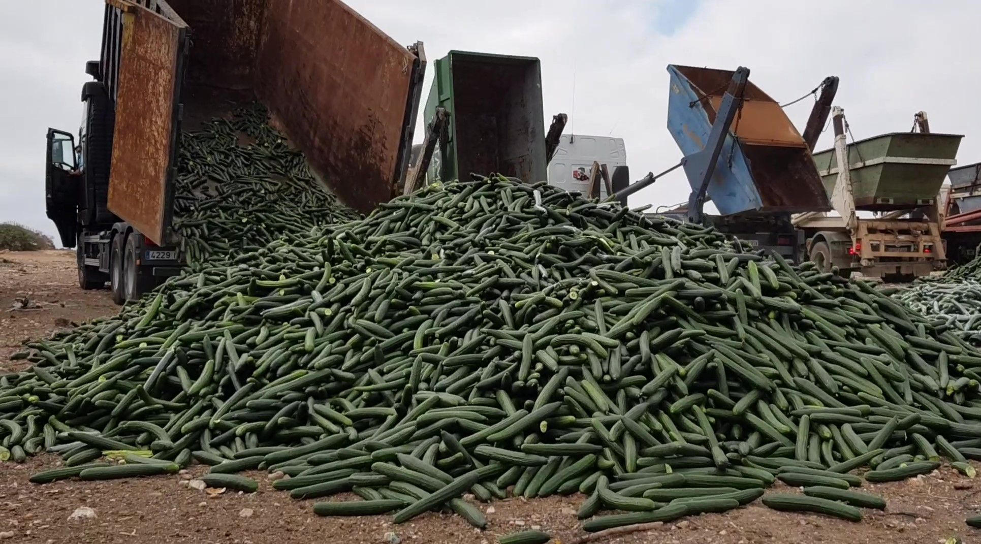 retirada de pepino