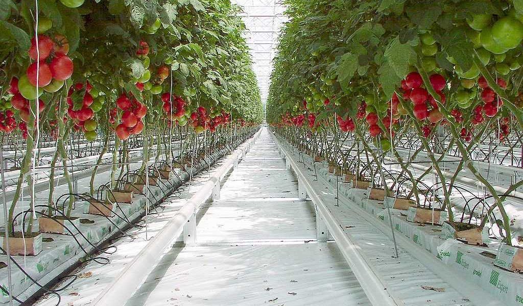 tomates holanda