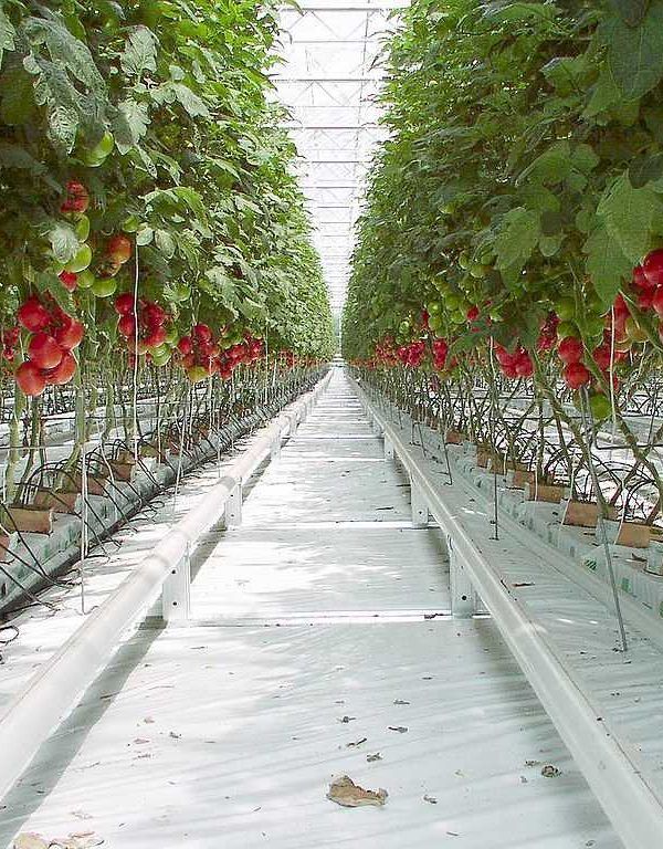 tomates holanda