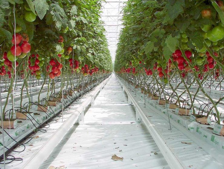 tomates holanda