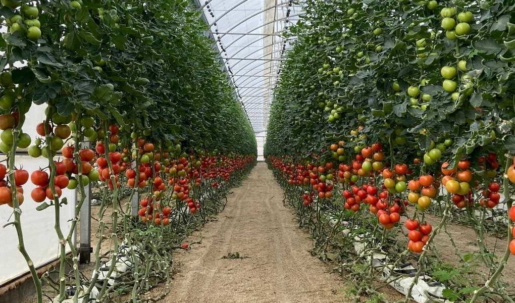 Invernadero de tomates