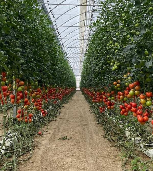Invernadero de tomates