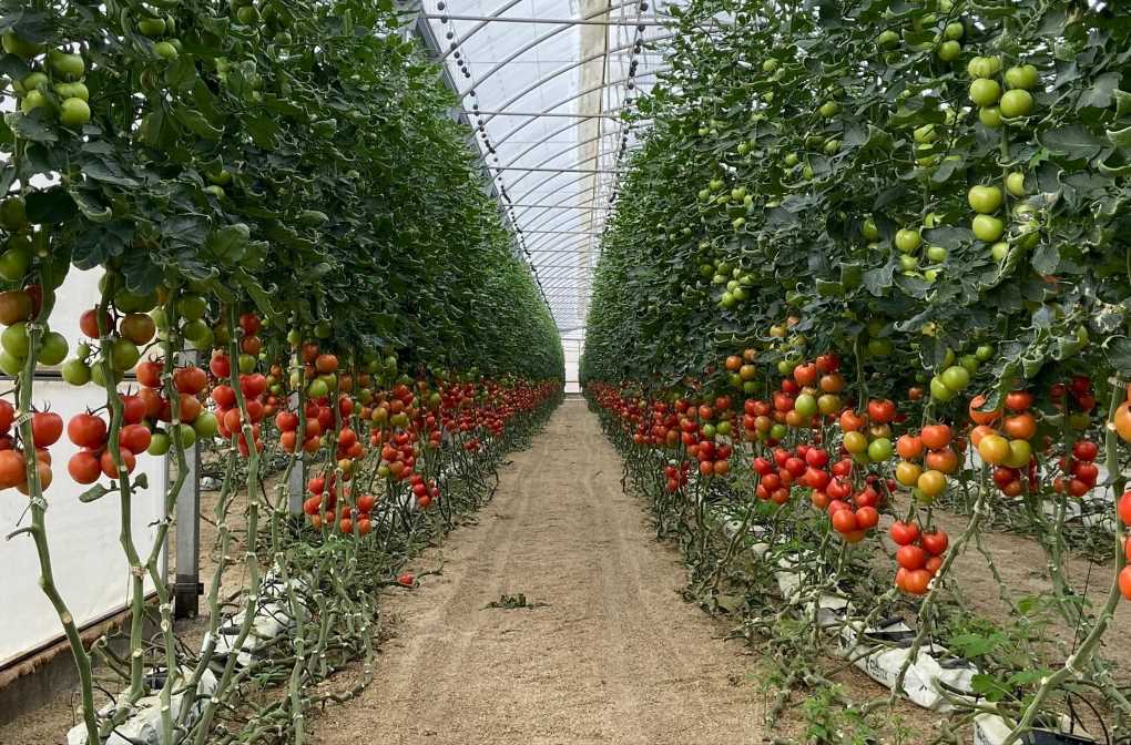 Invernadero de tomates