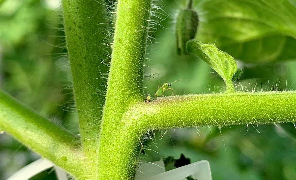 NESIDIOCORIS-TOMATE