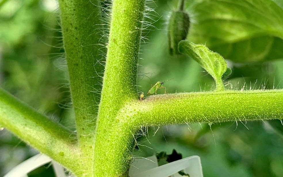NESIDIOCORIS-TOMATE