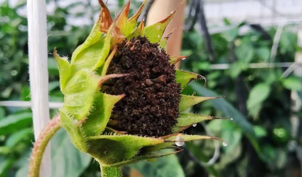agricultura ecologica