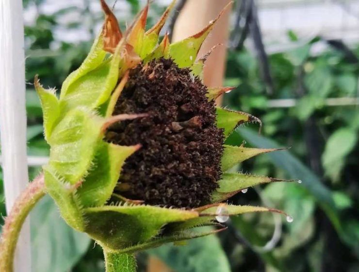 agricultura ecologica