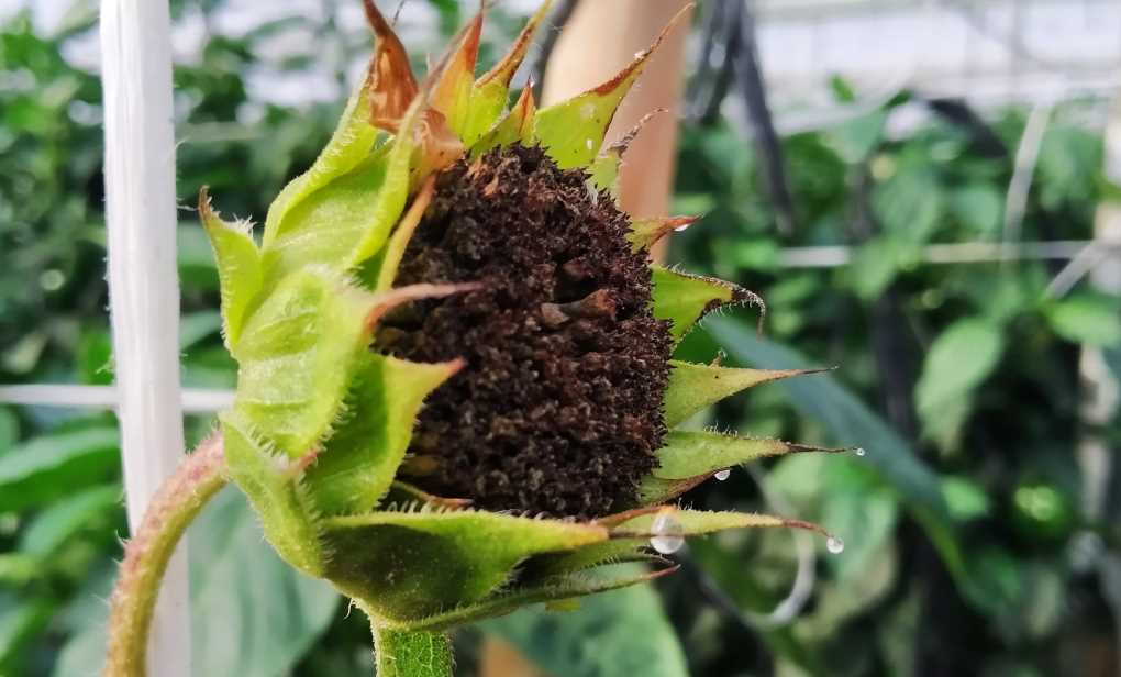 agricultura ecologica