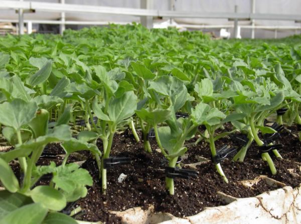Injerto sandía. foto: iNFOAGRO.