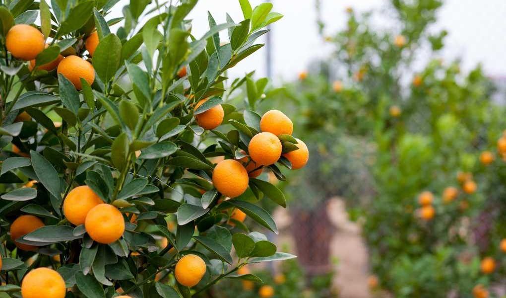 naranjas de andalucía