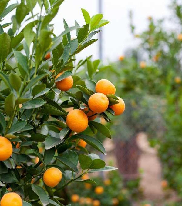 naranjas de andalucía