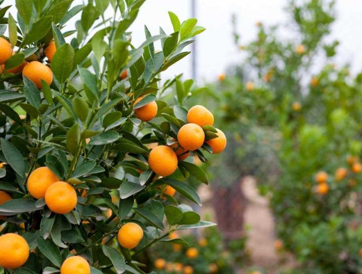naranjas de andalucía