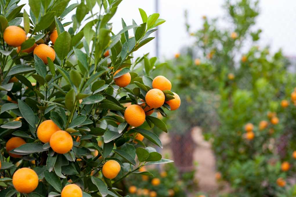 naranjas de andalucía